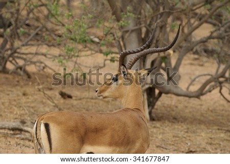 Impala male with rump to camera, head turned so eye is visible