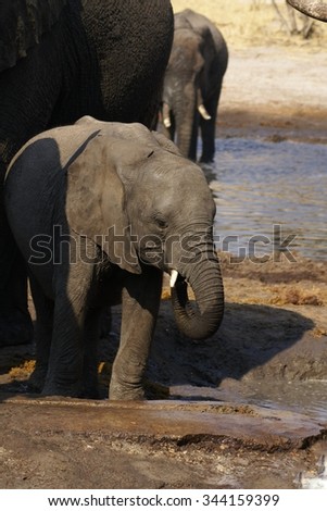 Elephant calf drinking water, trunk in mouth