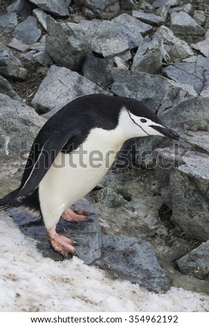Chinstrap penguin standing on snowy ground, crouched over and facing to the right in front of rock pile
