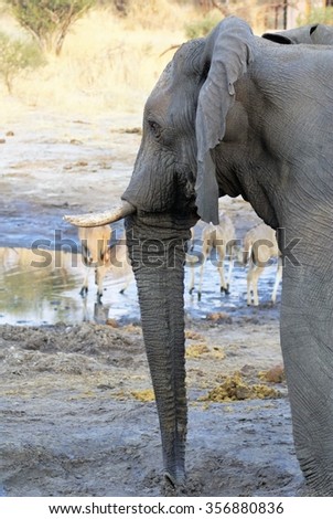 Elephant at a watering hole, with herd of kudu in the background