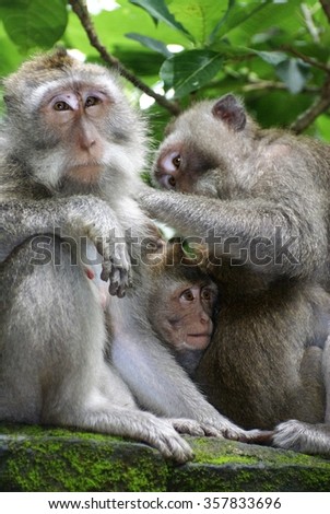 Three monkeys on a stone wall, grooming each other, in the Ubud Monkey Forest