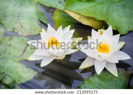 Blooming White Waterlilies in the pond after the rain. Sun-flare effect added.