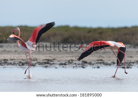 greater flamingo (Phoenicopterus Roseus) pair in Rhone River delta