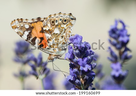 Vanessa cardui, Painted Lady butterfly on a lavender flower.
