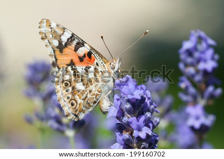 Vanessa cardui, Painted Lady butterfly on a lavender flower.