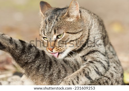Domestic cat licking back foot