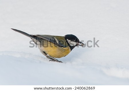 Great tit in the snow with sunflower seed in beak