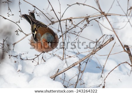Common chaffinch (male) in winter from interesting perspective
