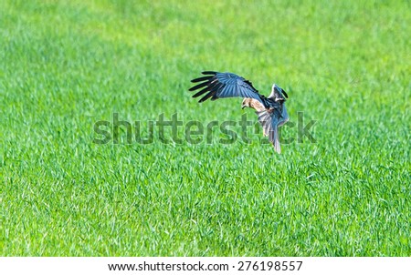 Western marsh harrier in flight, searching for pray