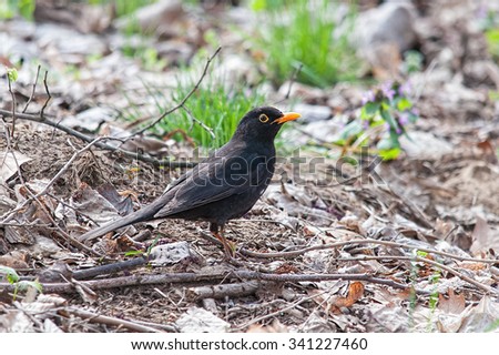 Common blackbird in the forest
