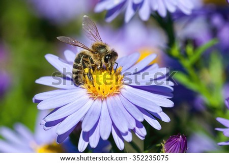 European honey bee( Apis mellifera) on aster flower