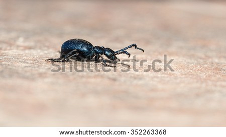 Blue beetle on brown stone