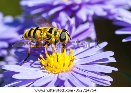 Hover fly on aster flower closeup