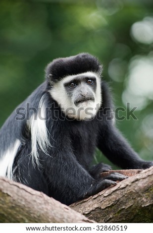 sad looking Colobus monkey perched in a tree.