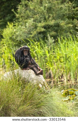 Scratching Chimpanzee