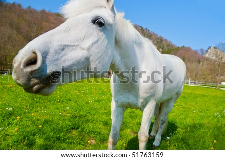 white horse shot with a wide angle lens and set in countryside