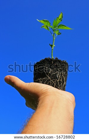 A young pepper plant being held in the palm of the hand showing its roots visible through its growing medium, set against a bright clear blue sky.