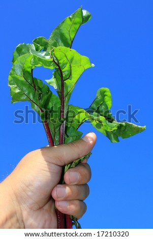 First young beetroot just pulled from the ground. Top leaves held in the hand and held aloft, set against a clear blue background.