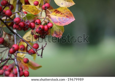 A Landscape image of winter berries set to the left of the image, leaving plenty of copy space to the right.