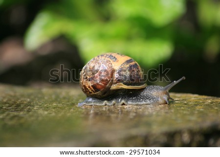 A common garden snail making its way towards the edge of a concrete paving stone. Close up detail.