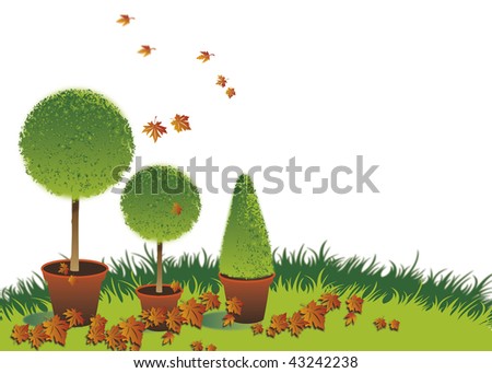 A landscape format image of three potted topiary bushes set on a green grassed background with autumn leaves. Room for additional copy.