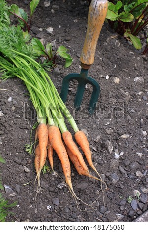 A bunch of freshly picked organically grown carrots set on the ground next to a small hand held garden fork.