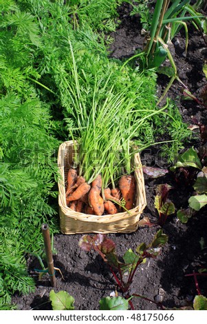 A first crop of organically grown carrots set amongst other growing carrots and beetroot in a small urban garden. Carrots set in a square wicker basket.