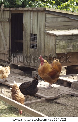 A wooden constructed chicken coup with a brown cockaral and three hens. Located in rural Dorset, England.