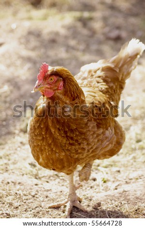 A single brown feathered farmyard chicken scrabeling in the sun dried dirt of the farmyard.