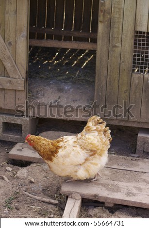A single brown feathered hen in front of a wooden constructed chicken coup, located in rural Devon, England.