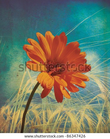An orange flower set over golden wheat with a grunge style effect set on a portrait format.