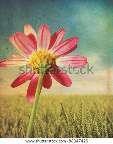 A pink daisy flower head and stem set over a green wheat background with a grunge style effect applied, set on a portrait format.