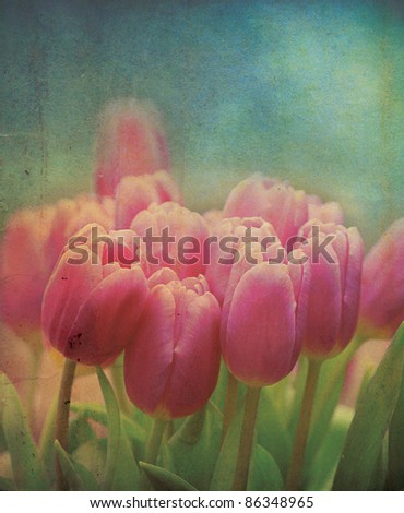 A set of pink tulip flowers set on a grunge style applied effect, set on a portrait format.
