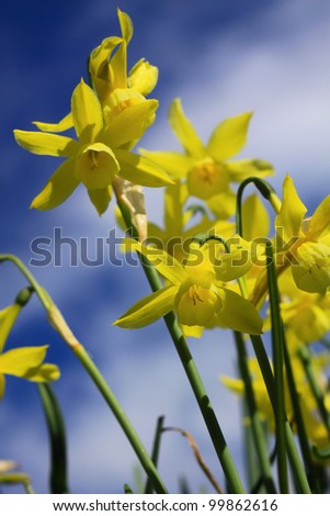 A low angled image of small yellow daffodils set against a blue spring sky background. Set on a portrait format.