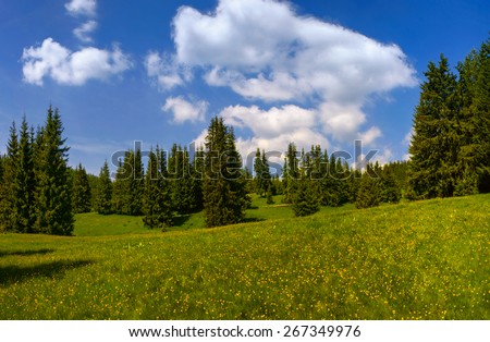 Sunny spring pine valley