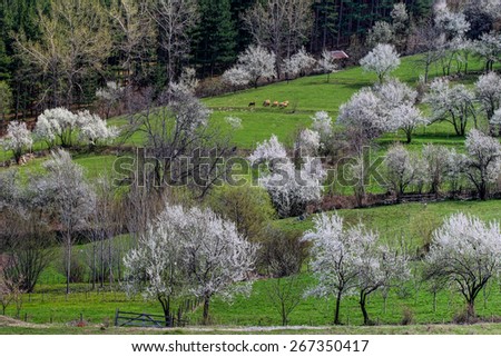 Spring tree valley