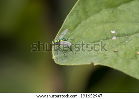 Shiny Green Fly with Rainbow wings (and very large, thin antennae) at the edge of a leaf. Ready to take the leap ?