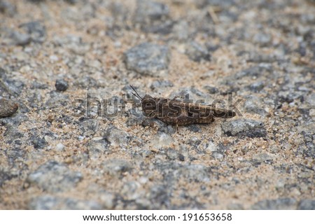Cricket like insect with a bark/leaf-litter pattern camouflage is momentarily visible on the gravel during a pre-monsoon shower