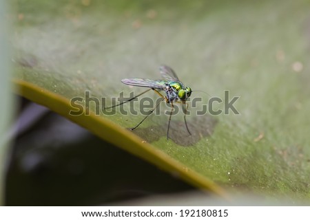 Shiny Green Fly with Rainbow wings. A small shiny green fly with rainbow wings and very long antennae flew to these lotus leaves