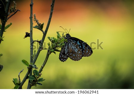 Two butterflies in a garden at dusk. One sitting next to the other. The first in focus.