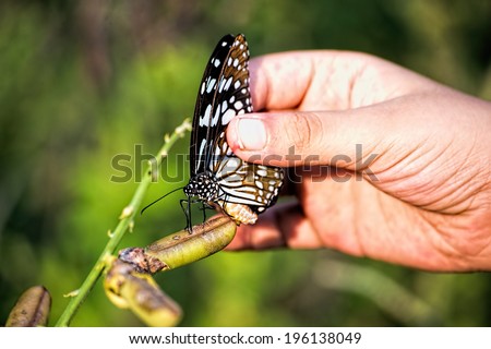 Catching a butterfly,old fashioned way. Catch wings from back when folded, release unharmed. Catching a single wing damages the wing. Practiced before the nets came into being. Still done in India.