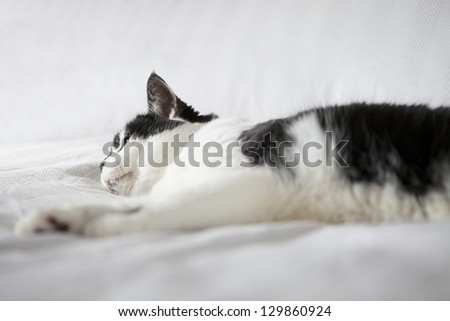 Soft Black and White Cat Lounging on Fluffy White Bed