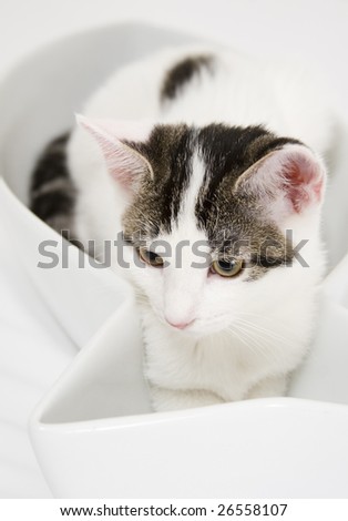 A mostly white cat inside a fish-shaped bowl