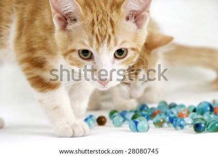 Curious kittens playing marble