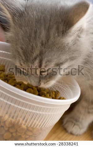 A tiny kitten munching on some dry food