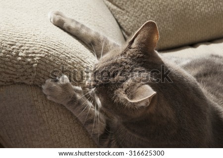 cat ruining couch with claws
