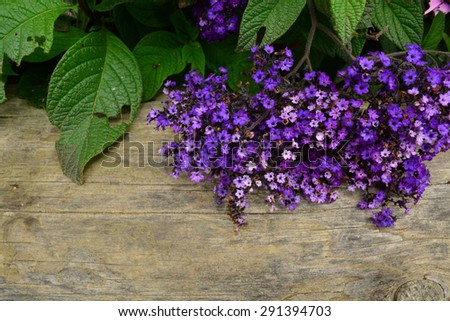 Purple Flowers laying over Log