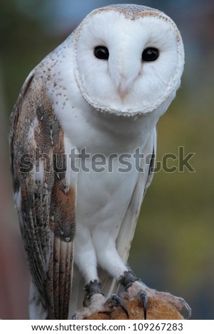barn owl on display in lamington national park
