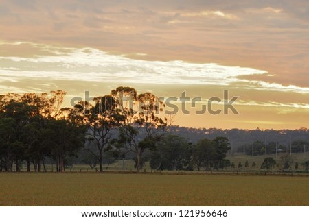 barley feild stubble australia queensland darling downs hemmed by gum trees in oranage sunrise