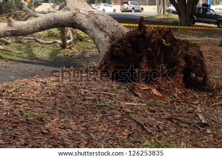BRISBANE, AUSTRALIA - JANUARY 28 : Tree fallen across road during  tropical cyclone Oswald on January 28, 2013 in Brisbane, Australia